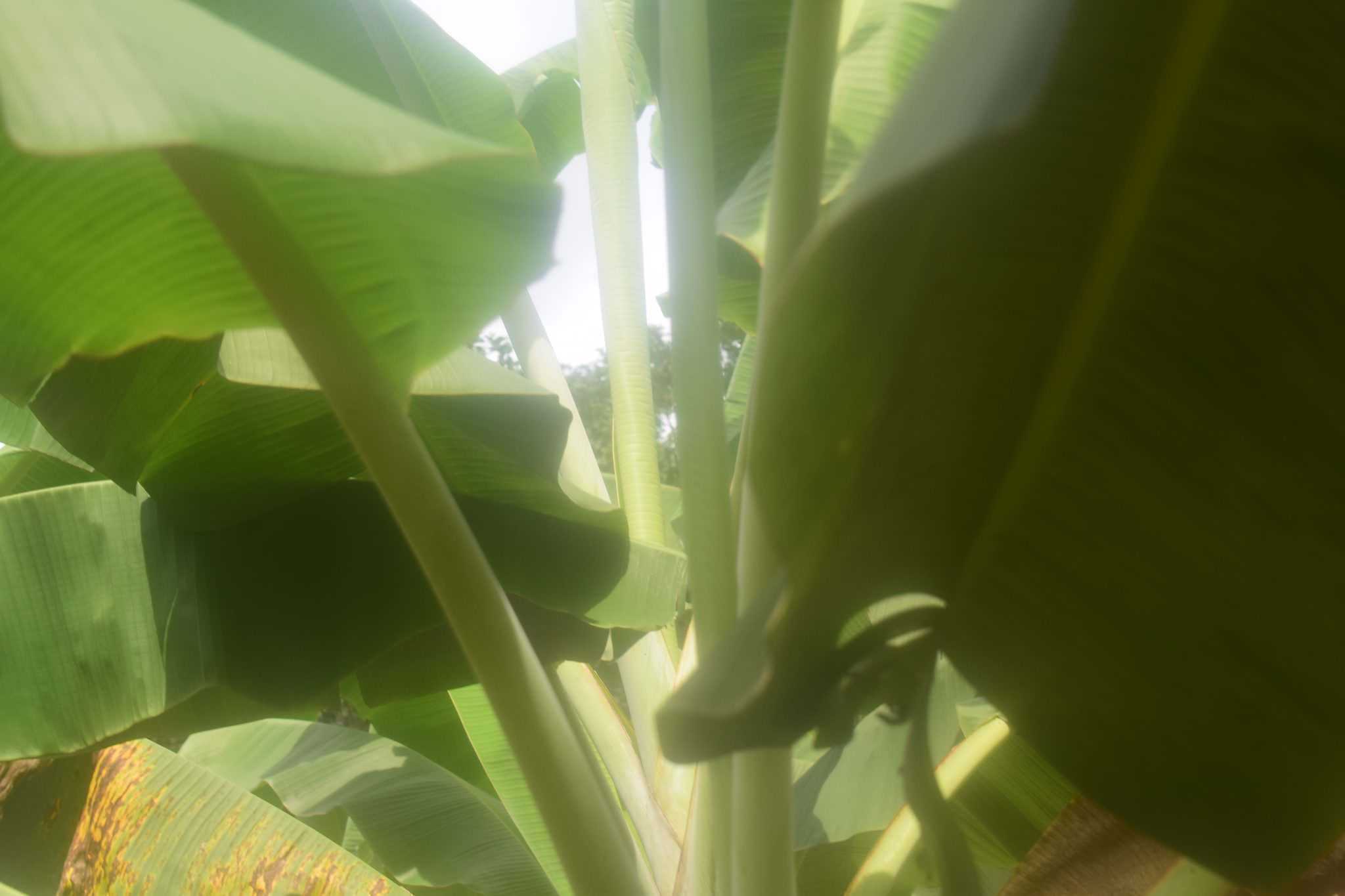 ඩිංගිරි බණ්ඩා කෙසෙල් වගාව