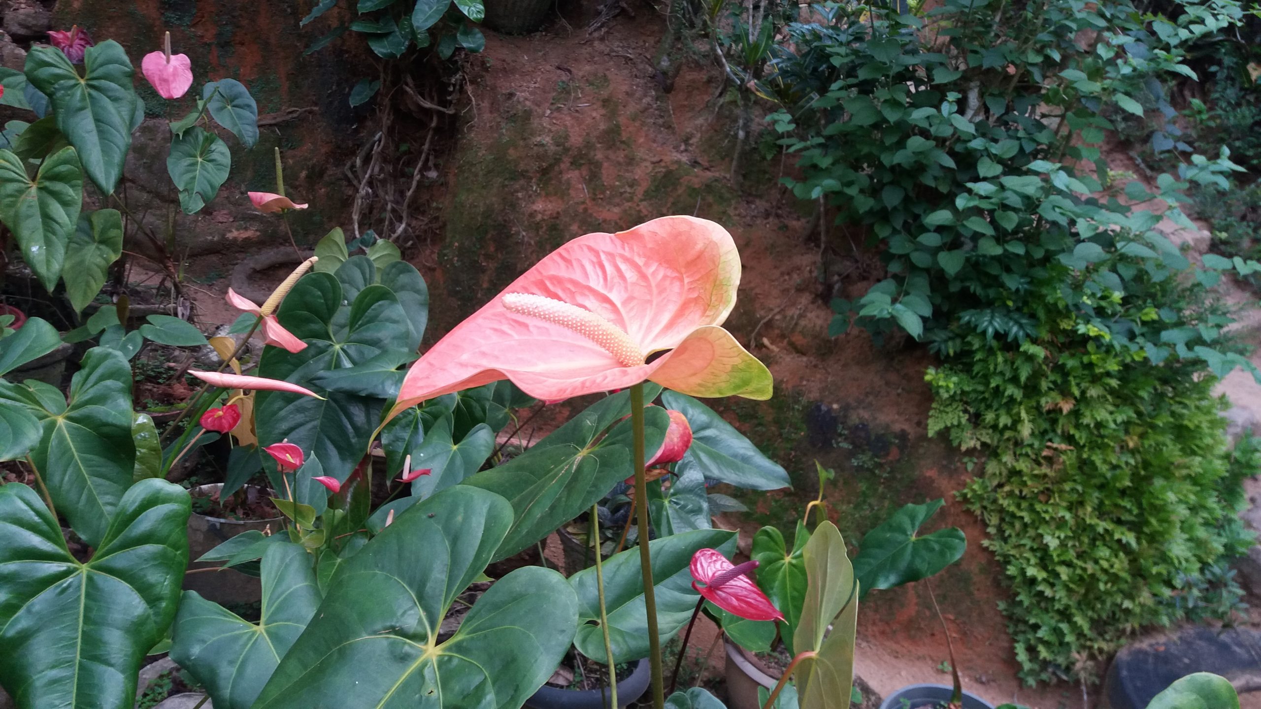 විසිතුරු  මල්