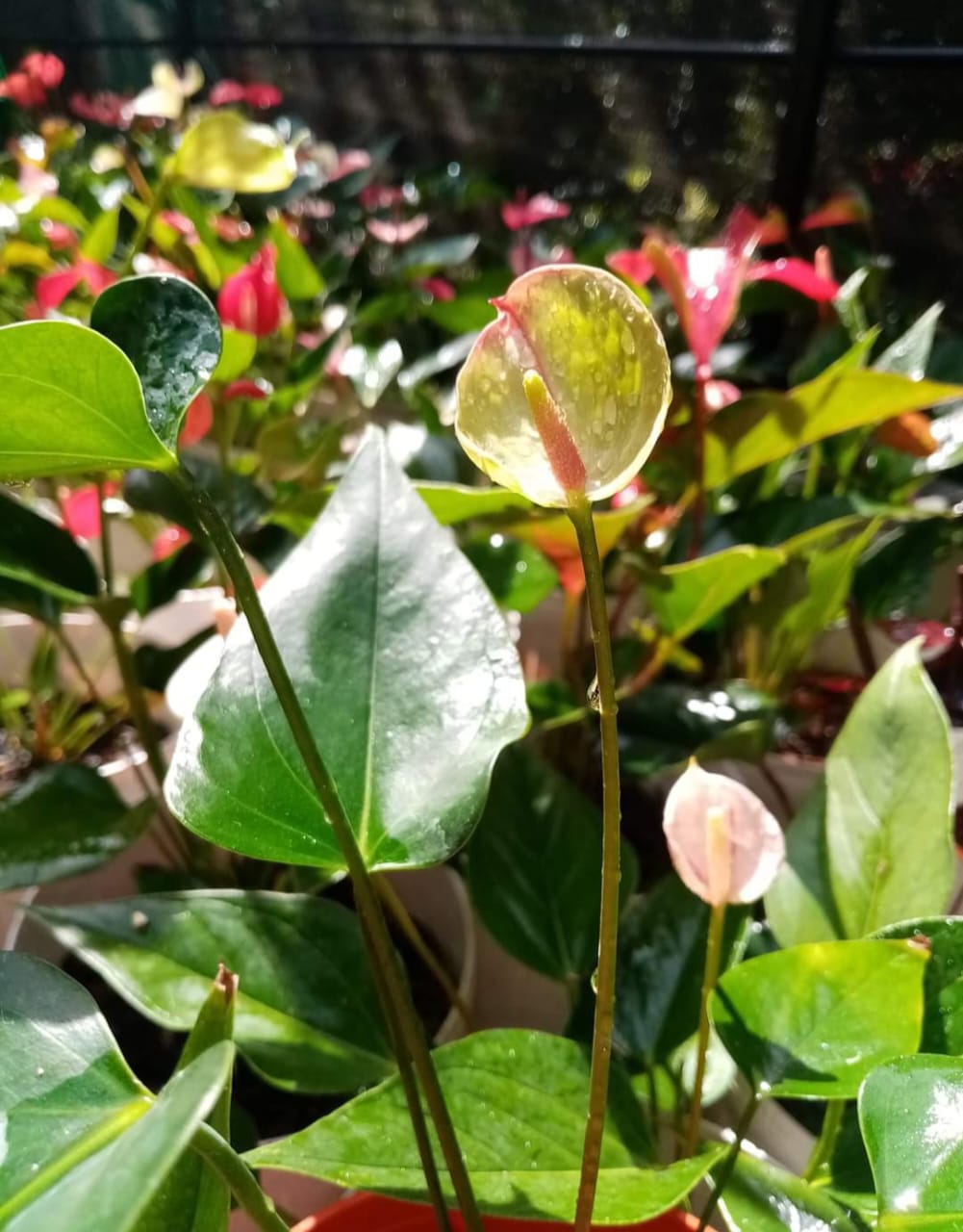 ඉරේෂා ඇන්තුරියම් වගාව
