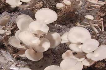 ISURU MUSHROOM PRODUCT