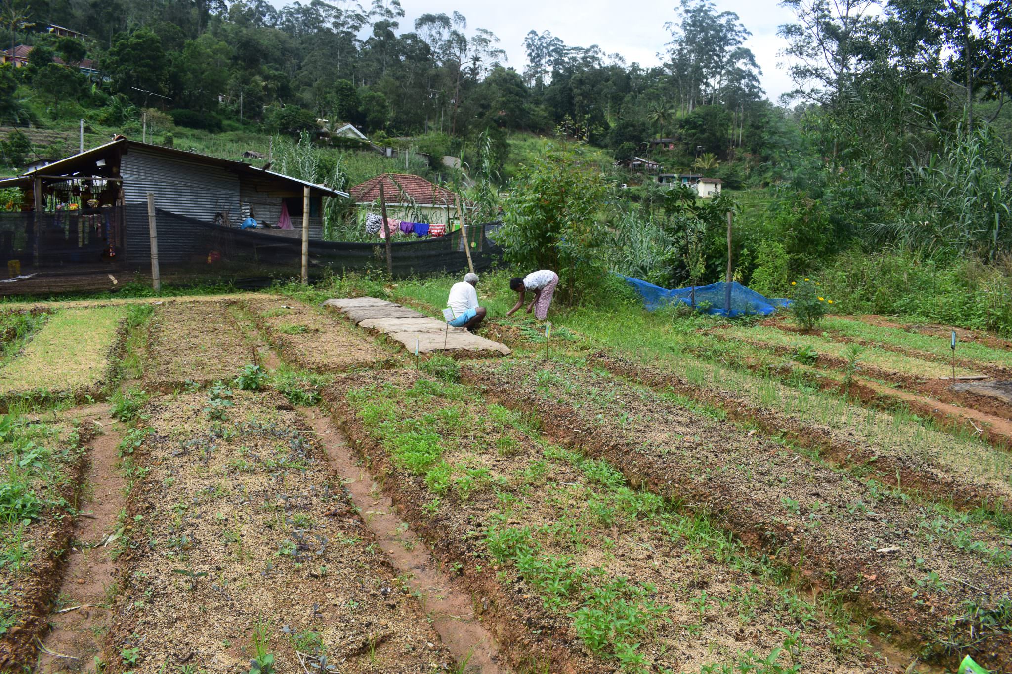 බොරලන්ද එළවළු පැළ තවාන