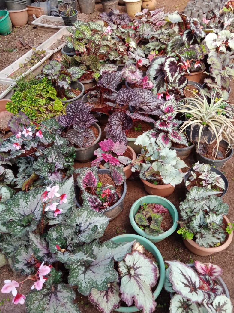 බිහාර පැල තවාන