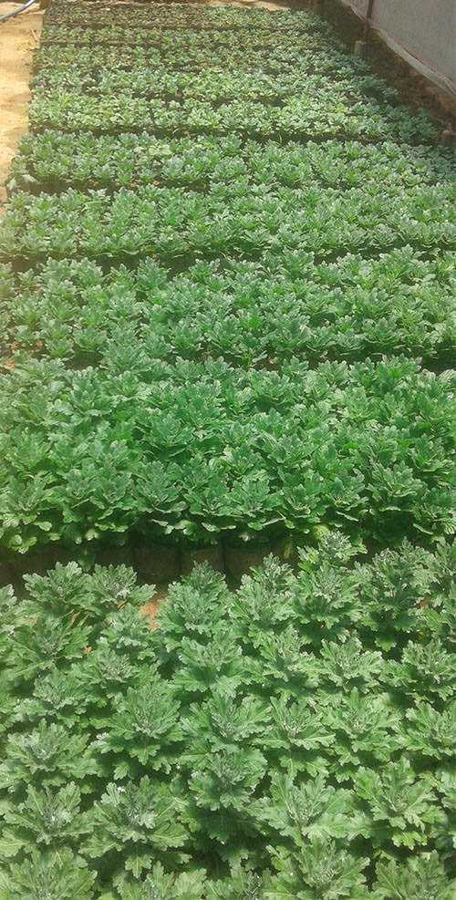Nipuni Nursery