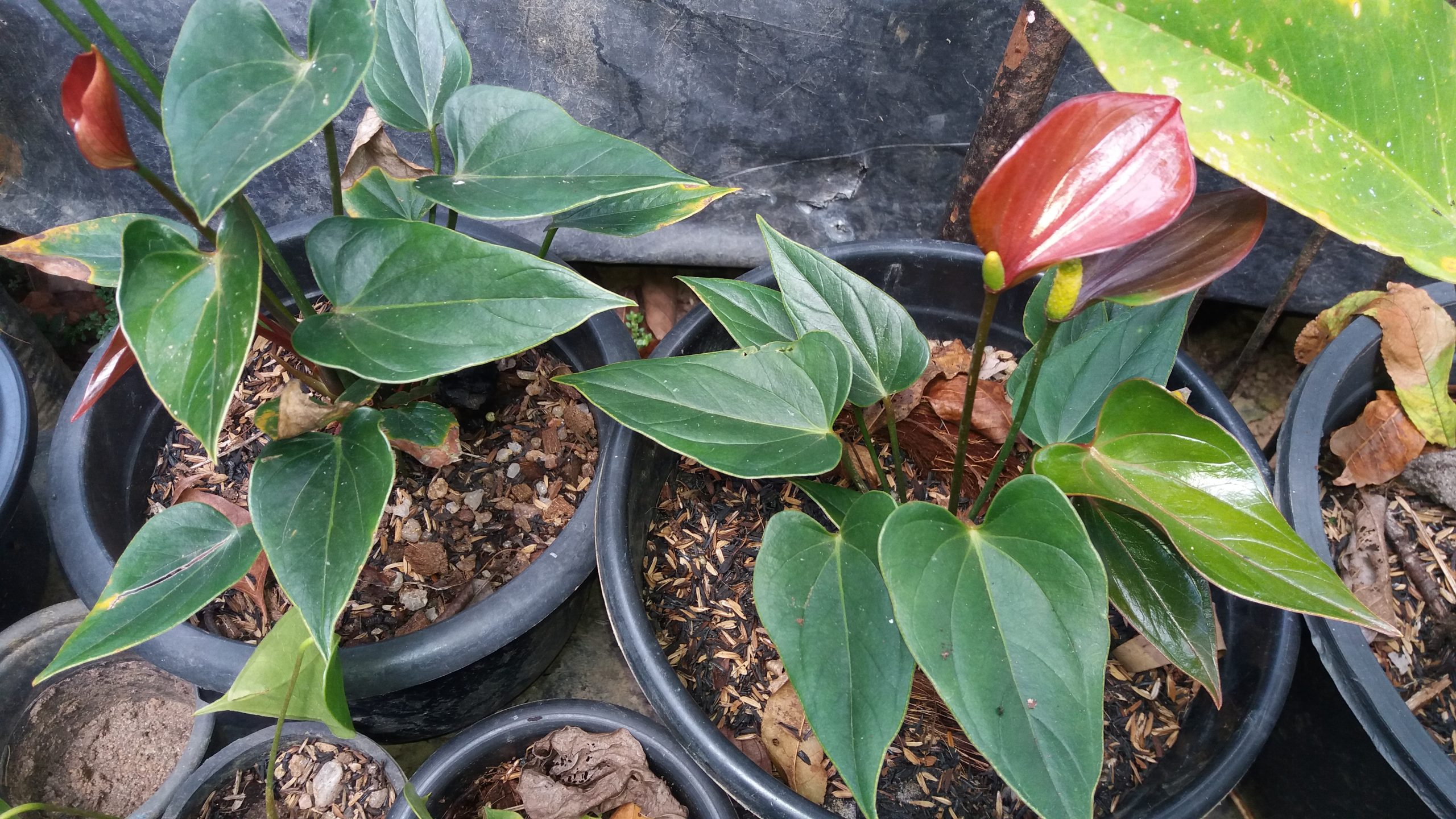Anthurium mal  pala
