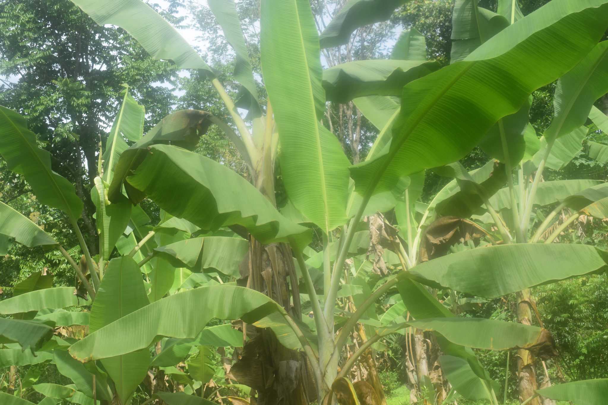 ඩිංගිරි බණ්ඩා කෙසෙල් වගාව