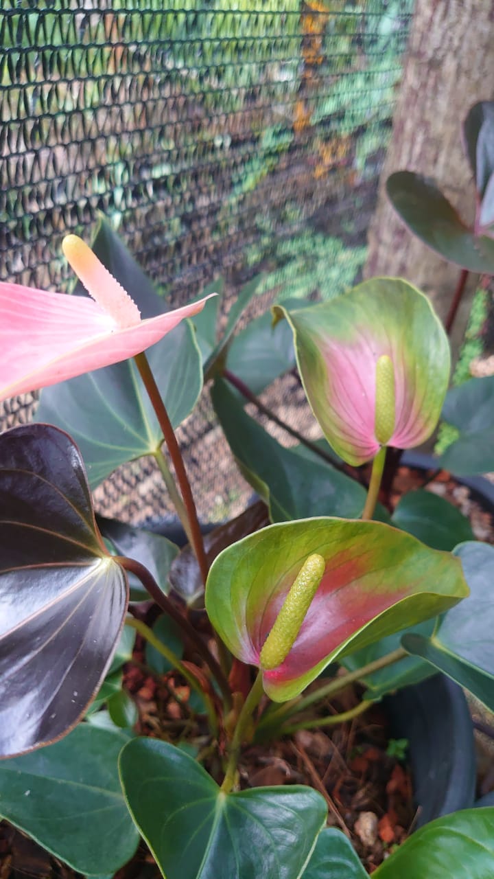 හසි විනූ ඇන්තූරියම්