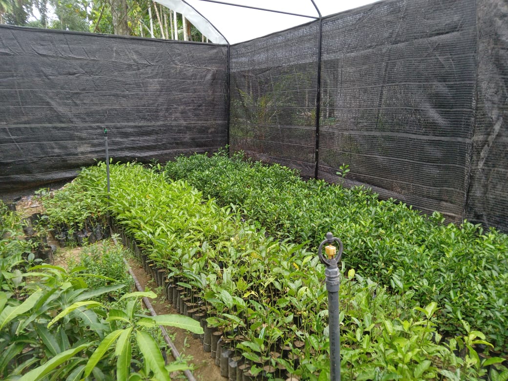 අදීශ ගගනොද්ය (අදීශ පැල තවාන්)