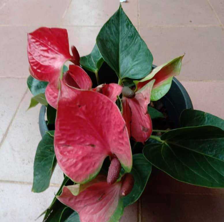 Misindu Plants House