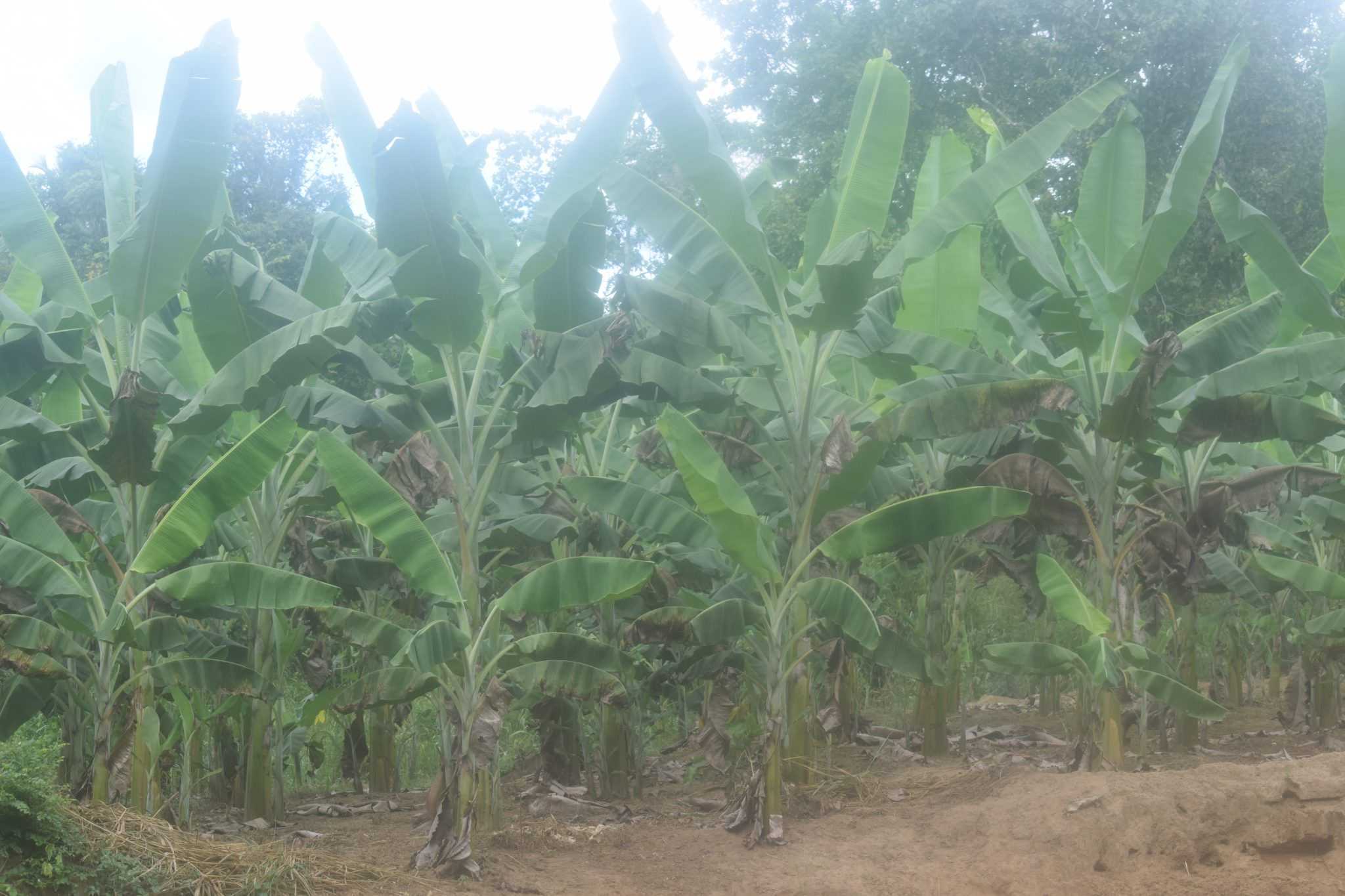 රම්යා කෙසෙල් වගාව
