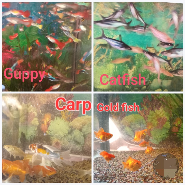 මින් රූසිරි මින් මැදුර (Min rusiri aquarium)