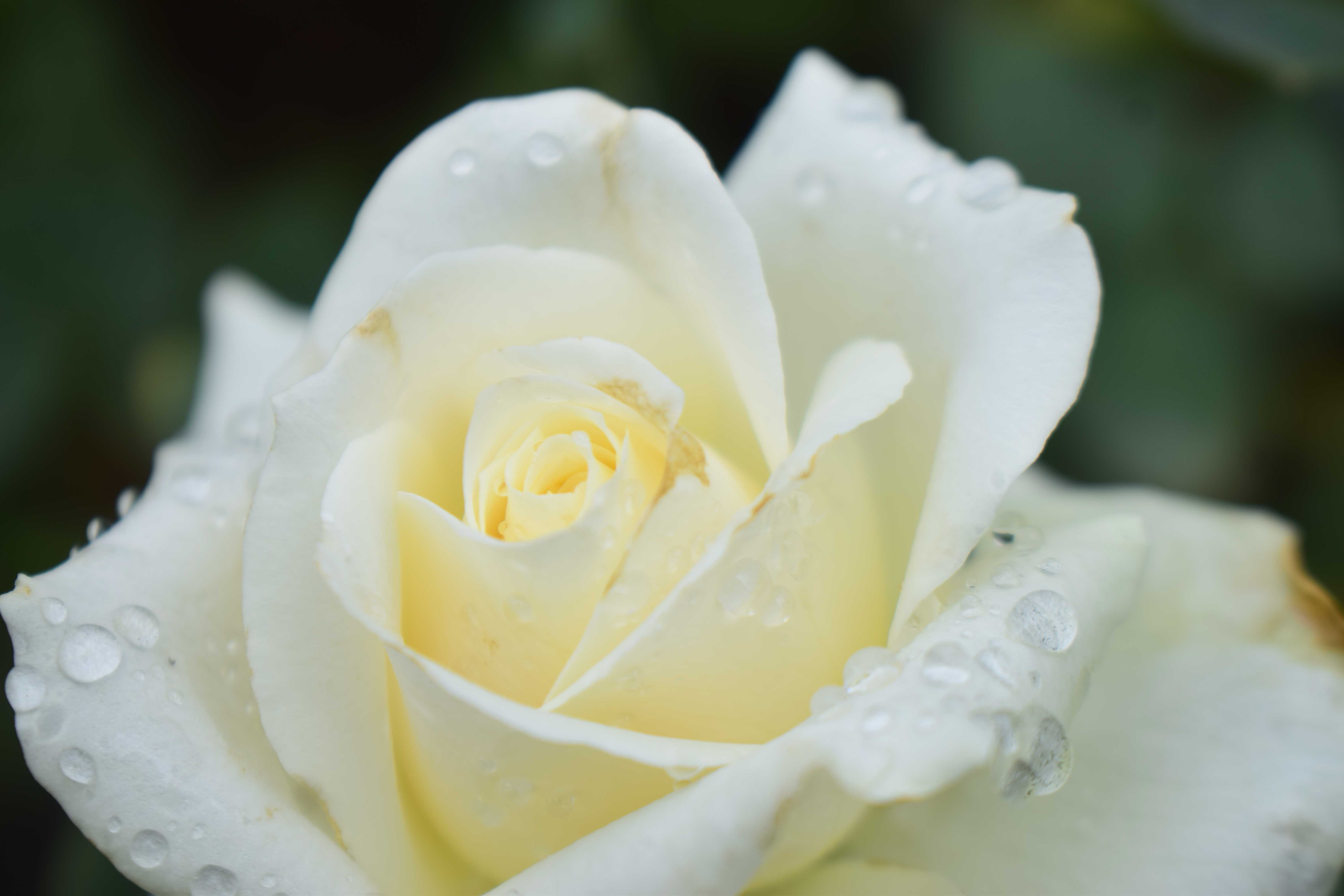 Asian Unique Roses