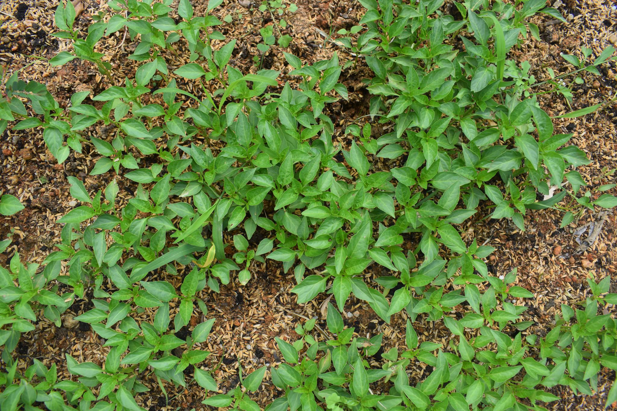 බොරලන්ද එළවළු පැළ තවාන