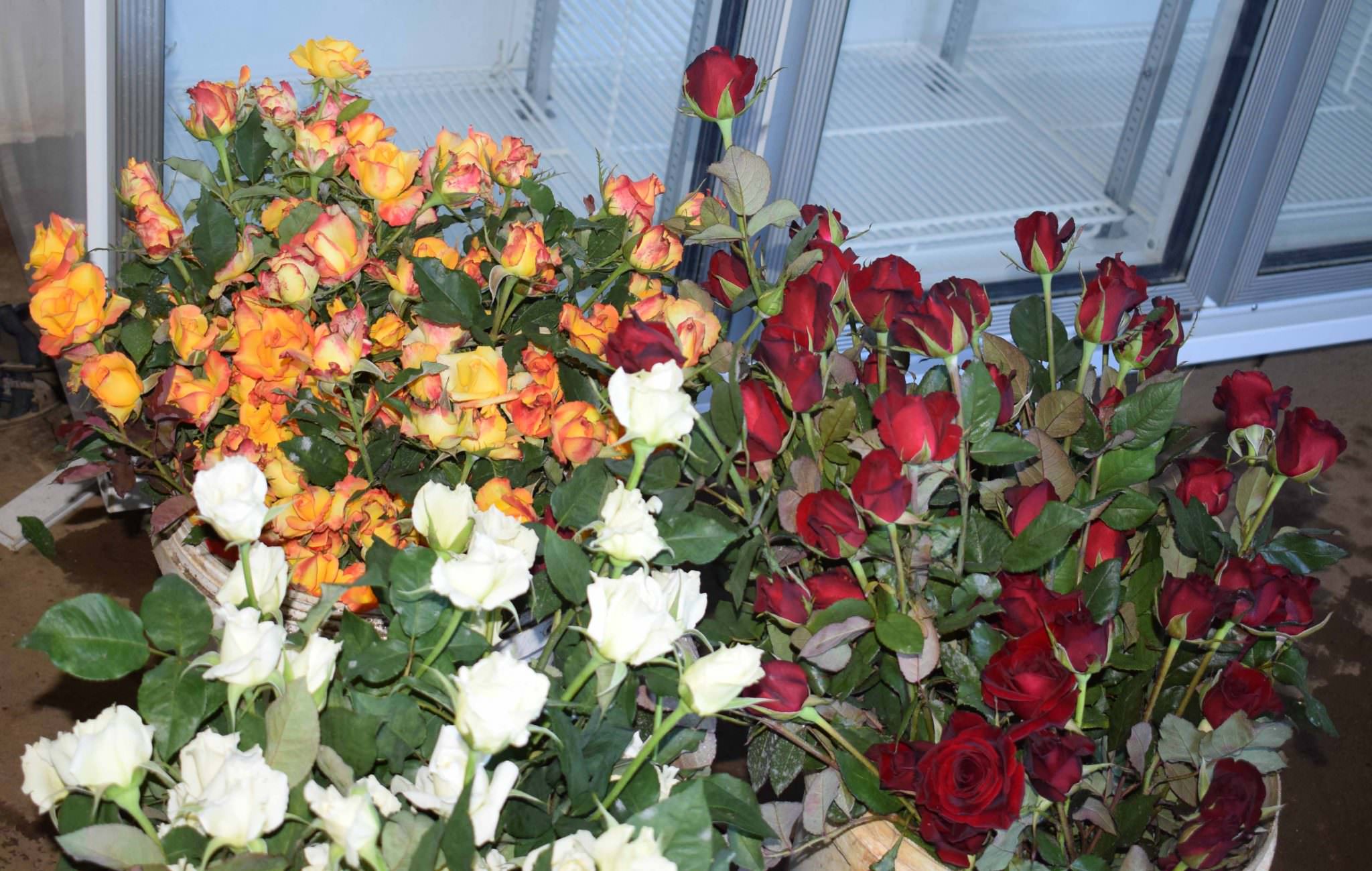 Dewmi Rosses