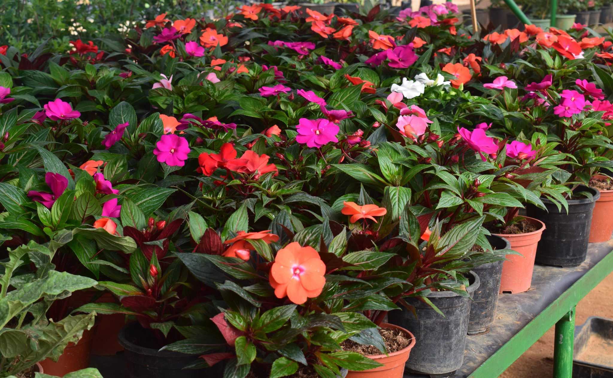 GREEN VALLY NURSERY