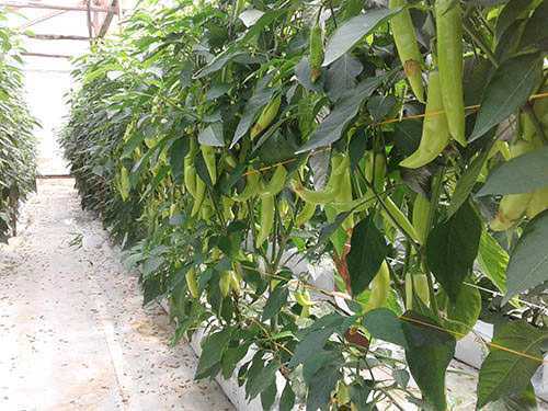 Ruwan Green House Production