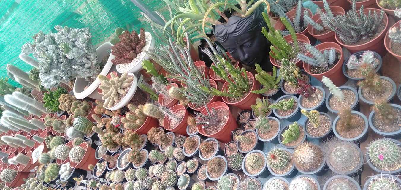 ආශා ෆ්ලෝරා