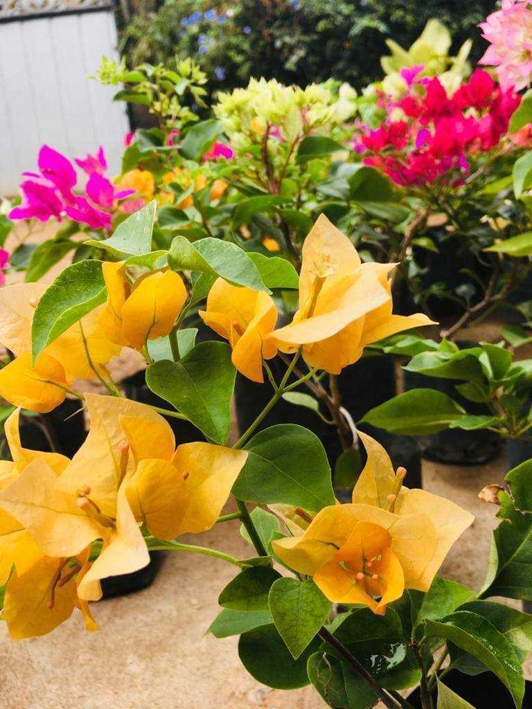 Dulani Plant Nursery