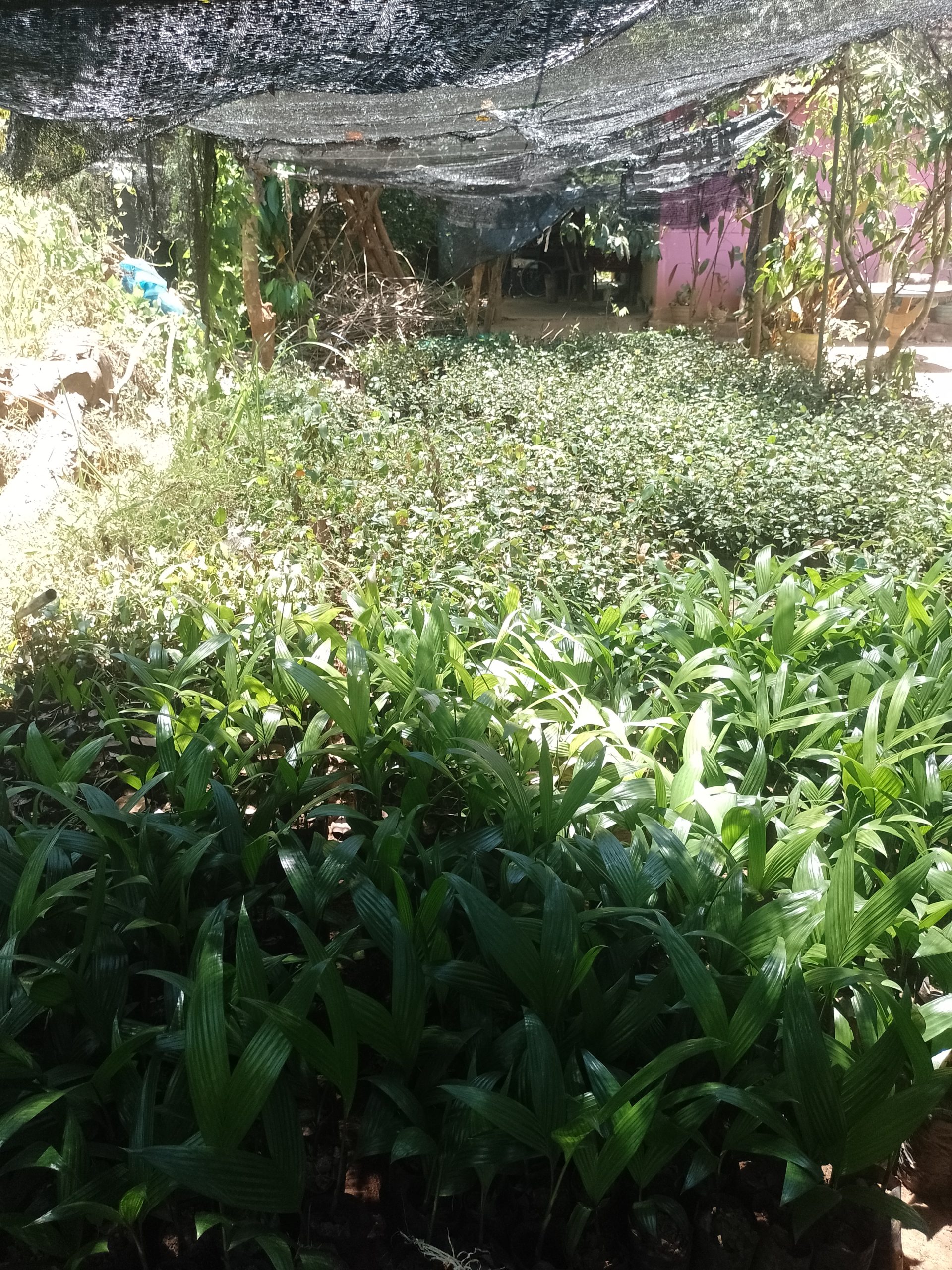 පැල තවාන්