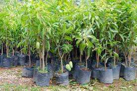 මඩුල්ල අඹ වගාව