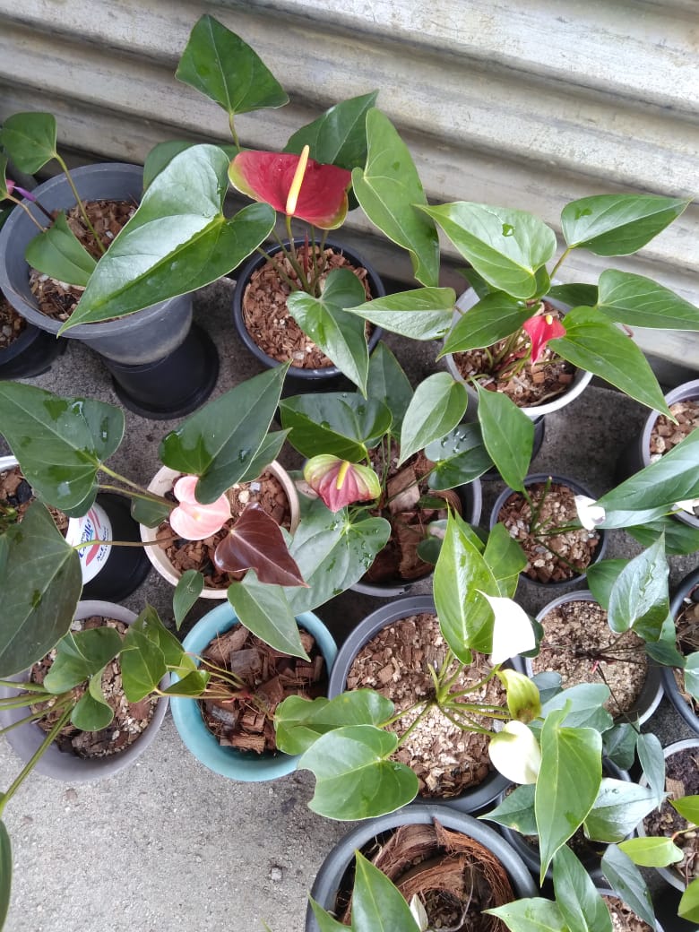 මහිදි