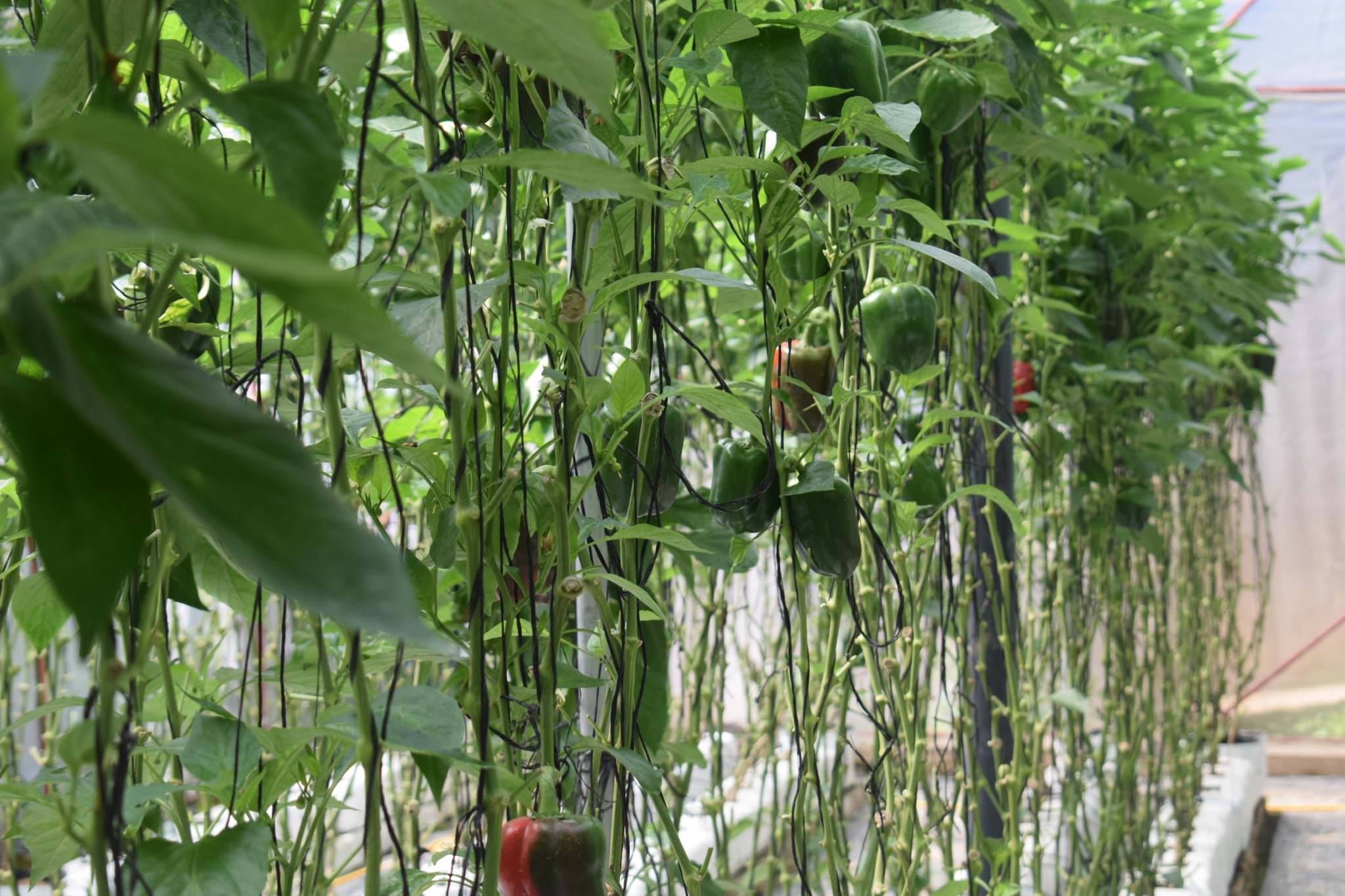 දිලුම් බෙල්පෙපර්ස්
