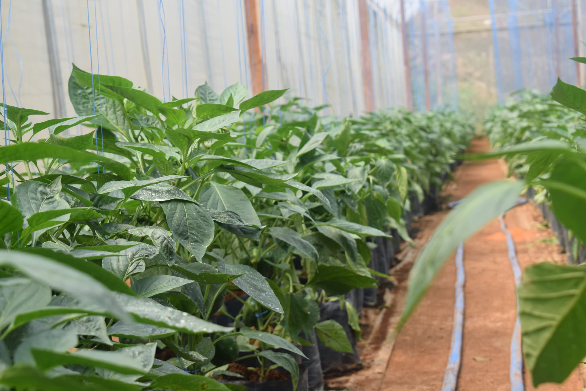 ජයමාල් බෙල්පෙපර්ස්