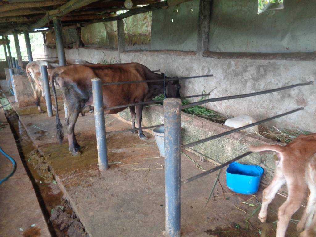 SARANGI MILK FARM
