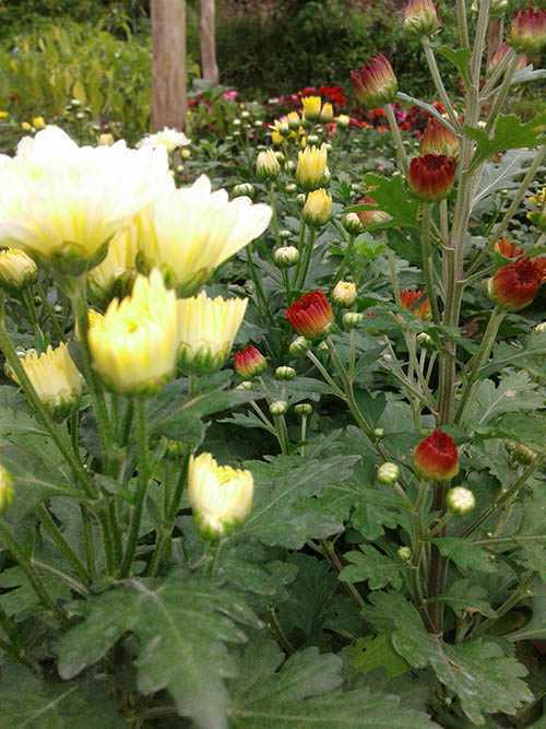 Dilmini Nursery