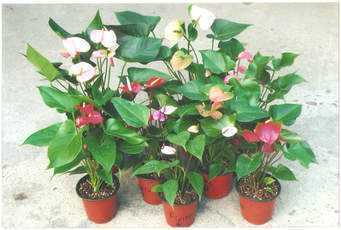 ඇන්තූරියම් ප්ලාන්ට්ස් දියතලාව