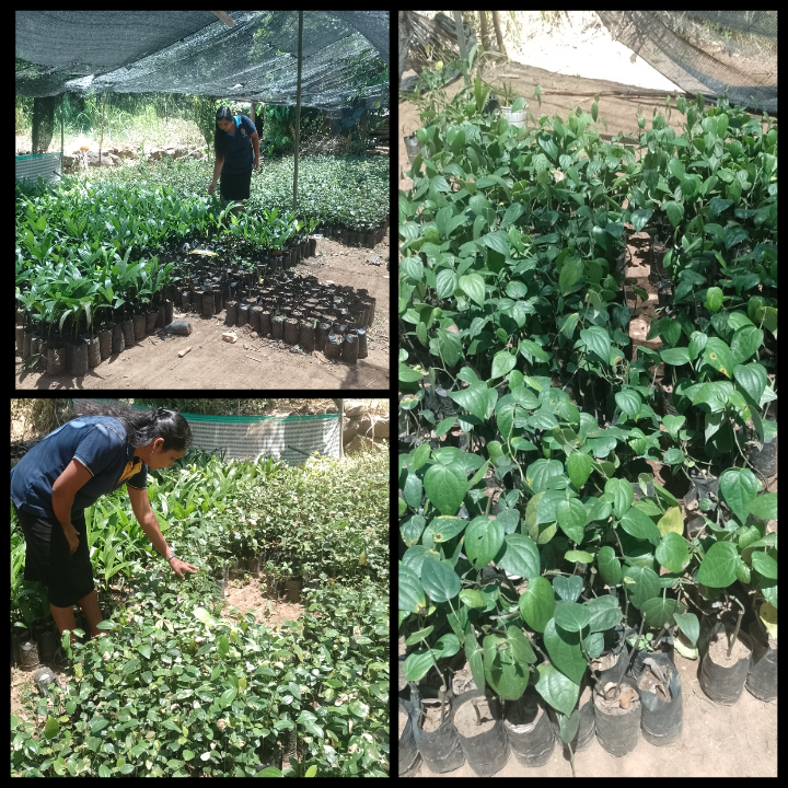 පැල තවාන්