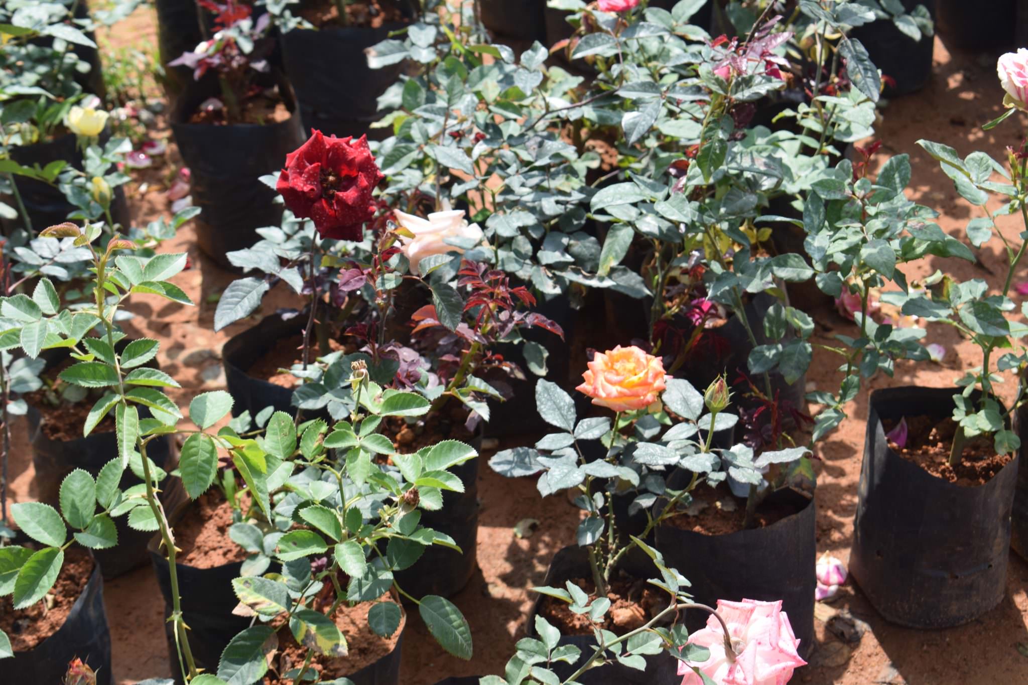 Jayantha Rose Plant Nursery