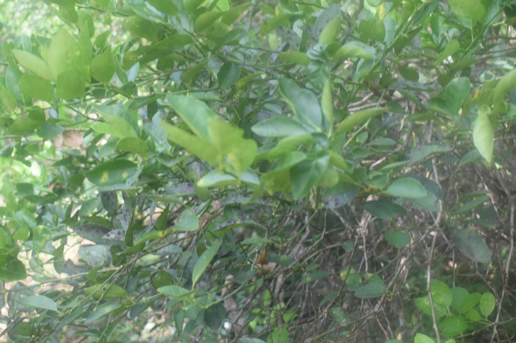 මඩුල්ල දෙහි වගාව