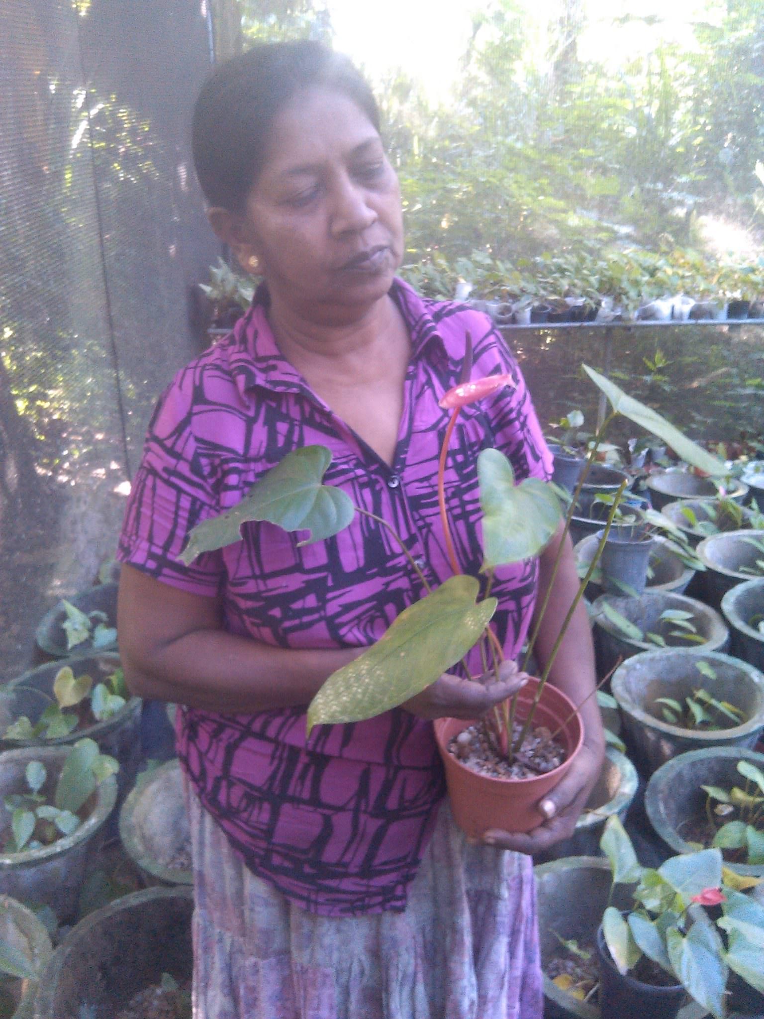 සම්පත් මල් ,විසිතුරු පැල (Pubudu Flower Nursery)
