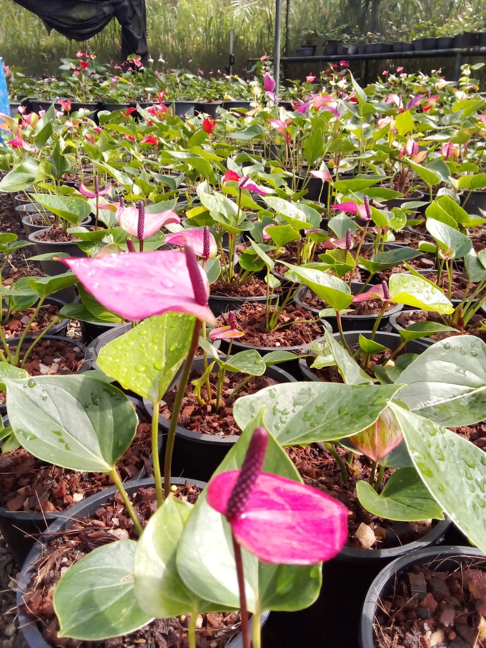 හිරු ඇන්තුරියම්