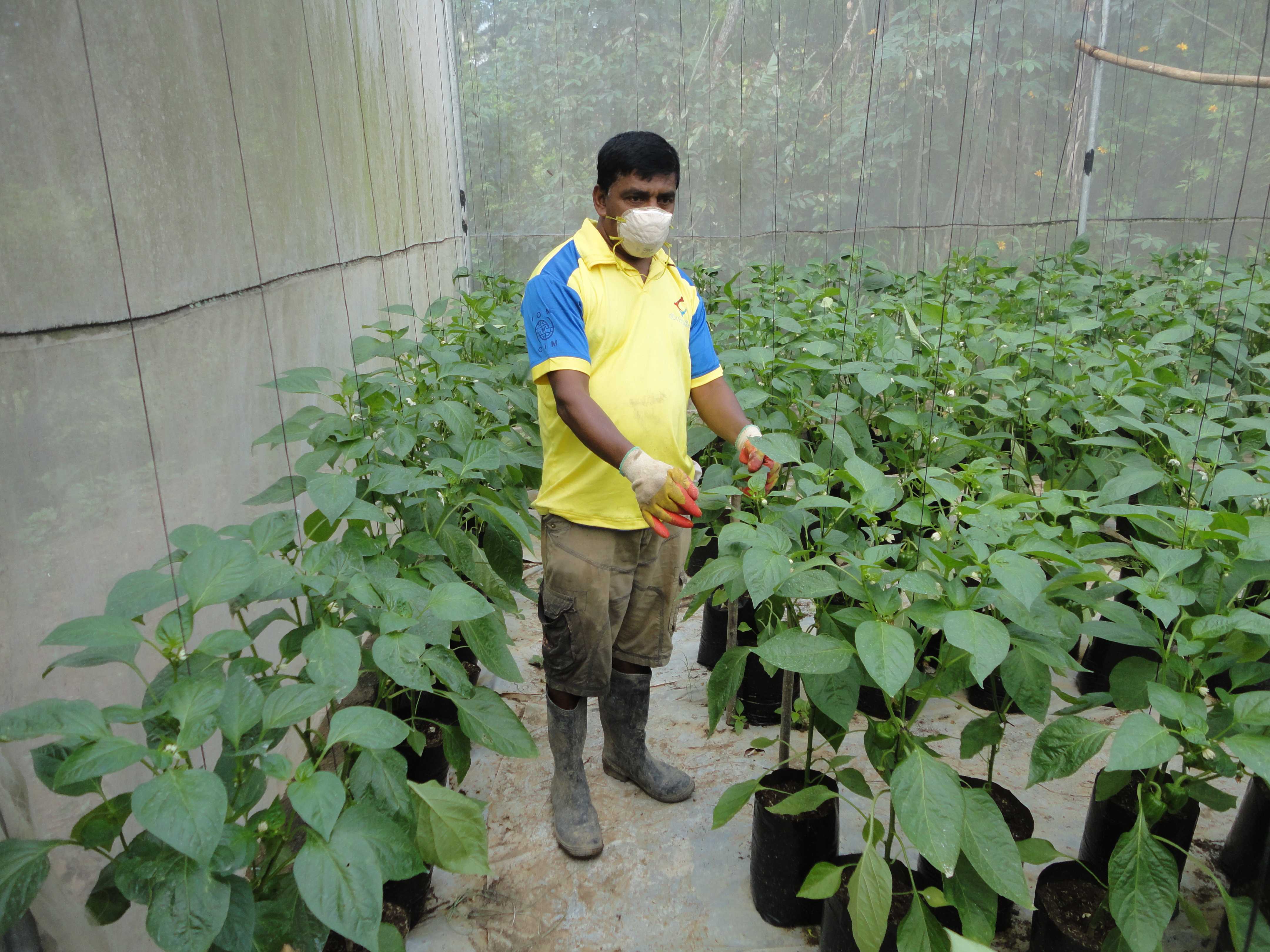 හරිතාගාර නිෂ්පාදන