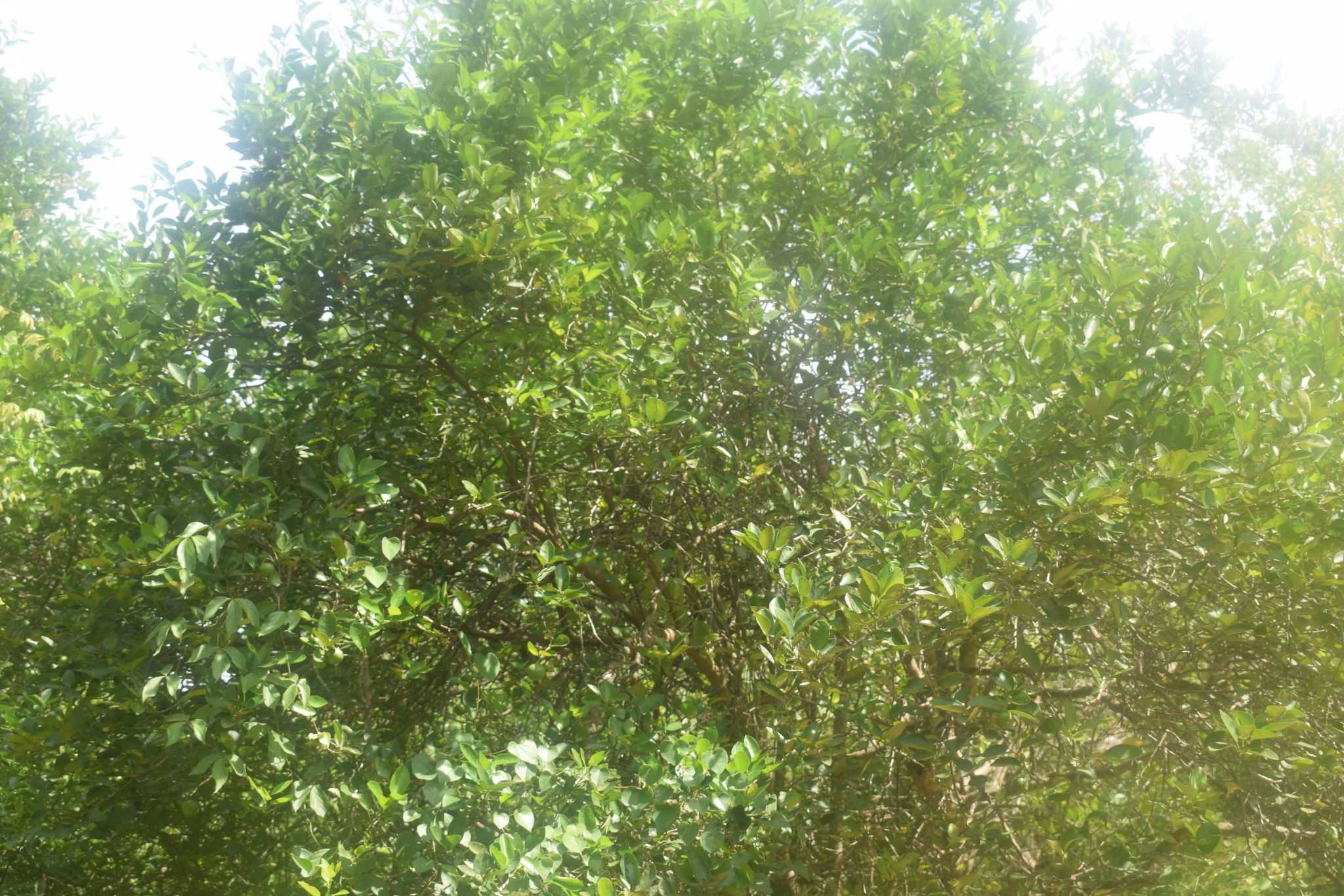 මඩුල්ල දෙහි වගාව