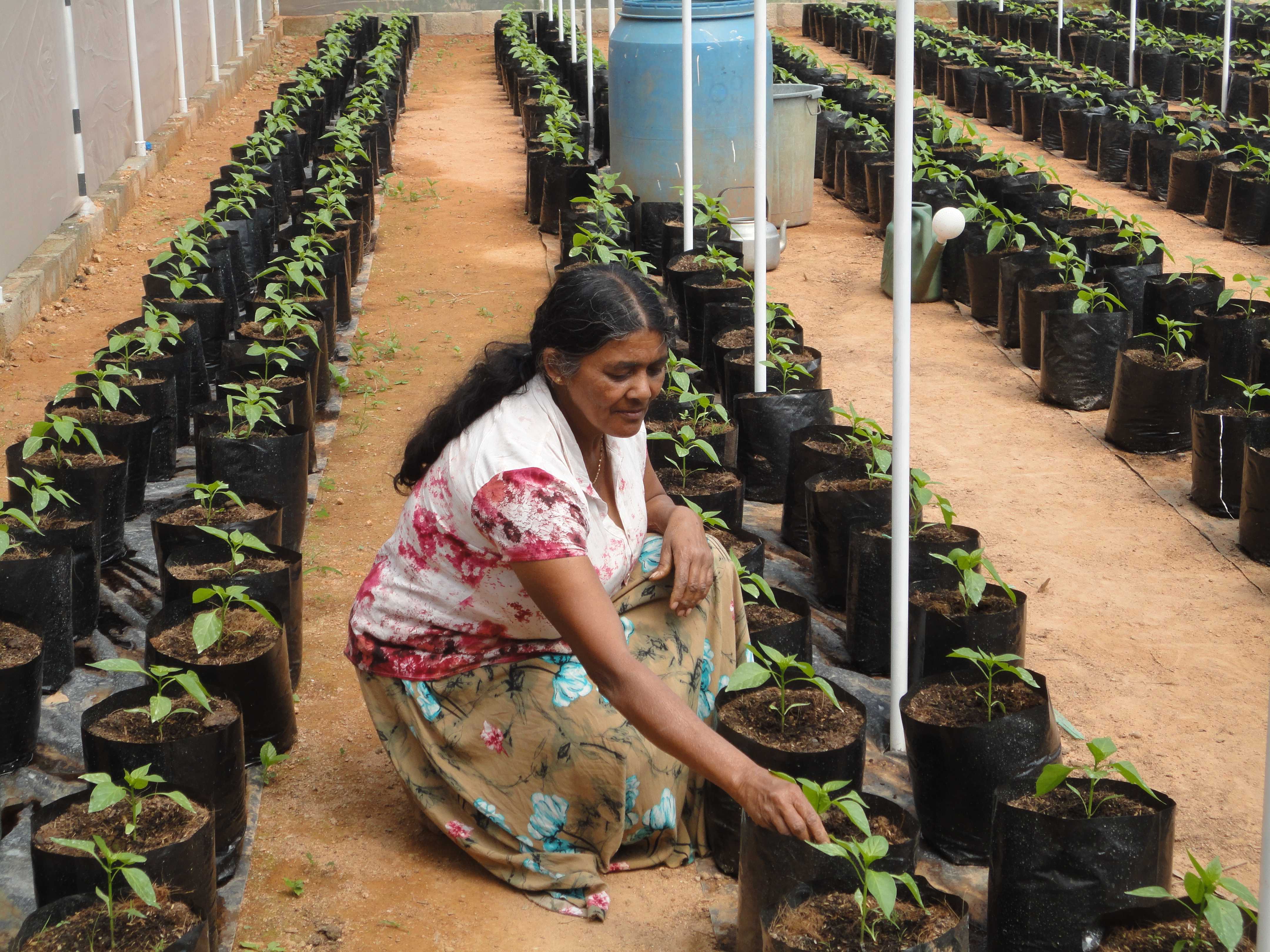 මිහිර හරිතාගාර නිෂ්පාදන