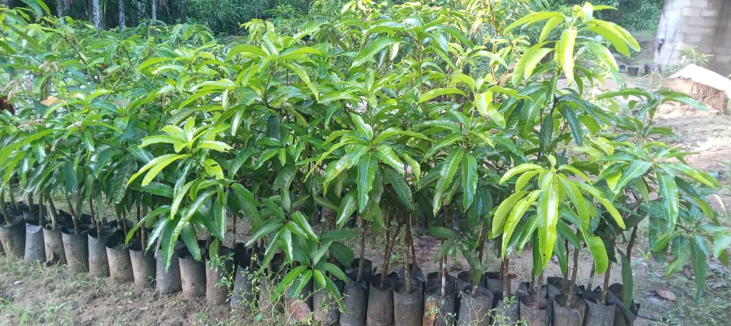 අදීශ ගගනොද්‍ය   (අදීශ පැල තවාන්)