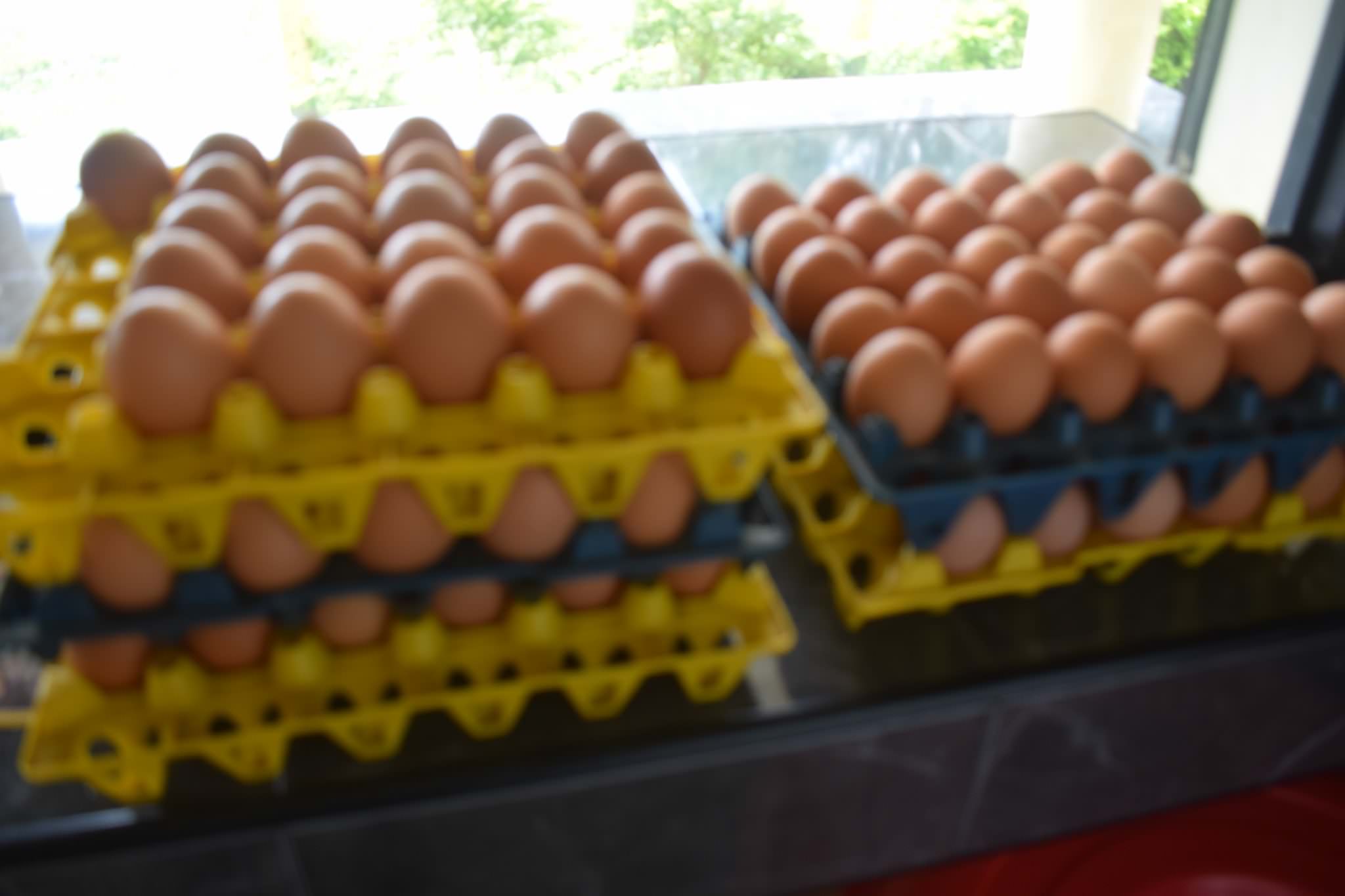 බොරලන්ද සත්ව ගොවිපල