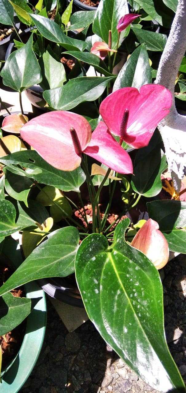 Supipi Nature  Plants