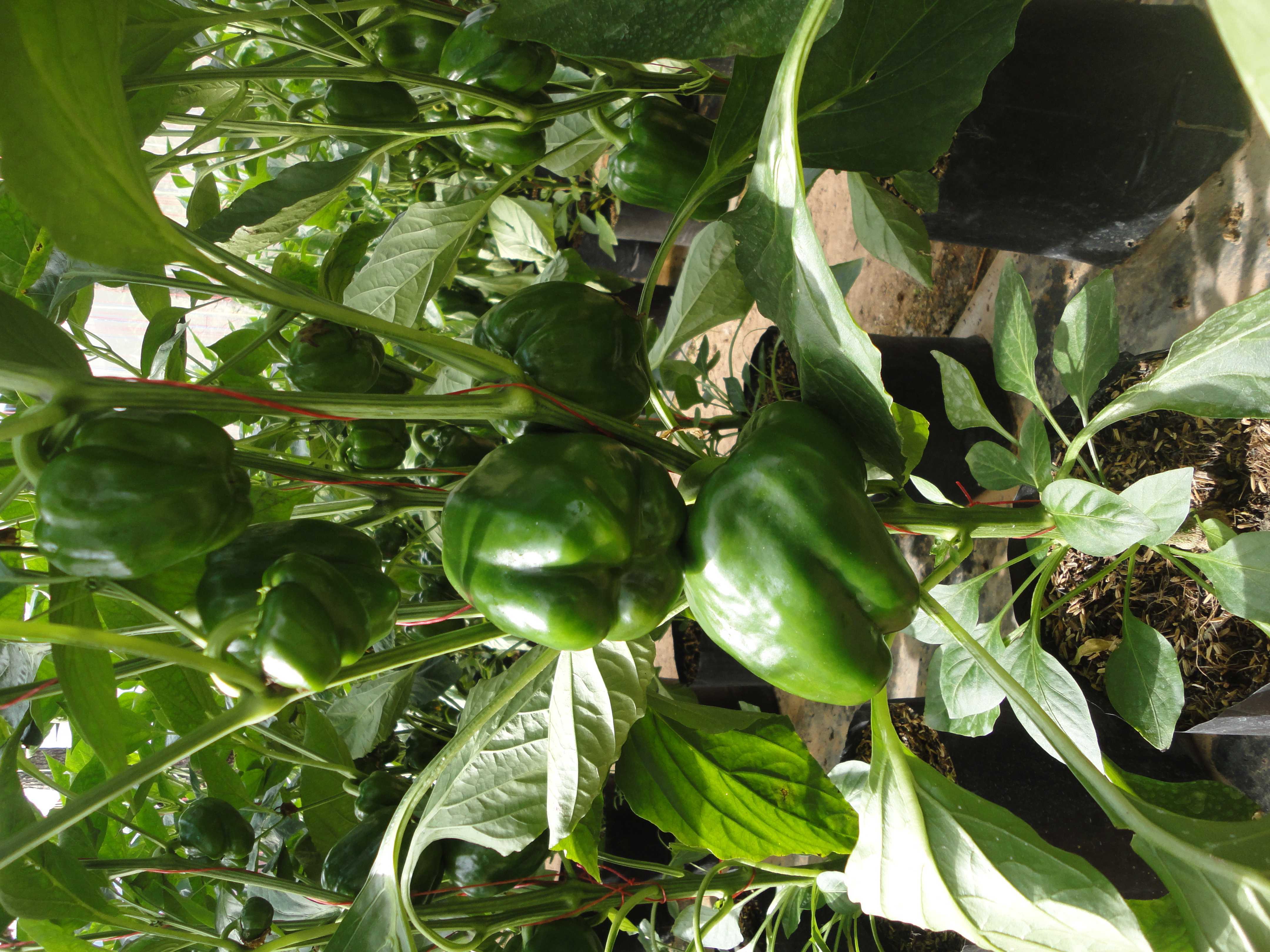 මංජුල හරිතාගාර නිෂ්පාදන