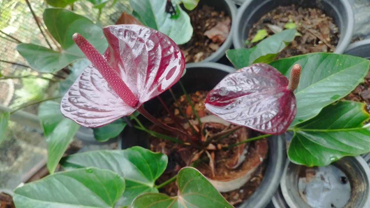 සිතුම් මල්