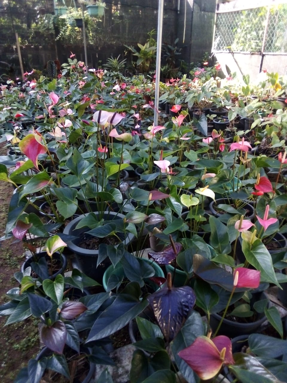 සිතිජ ඕකිඩ්
