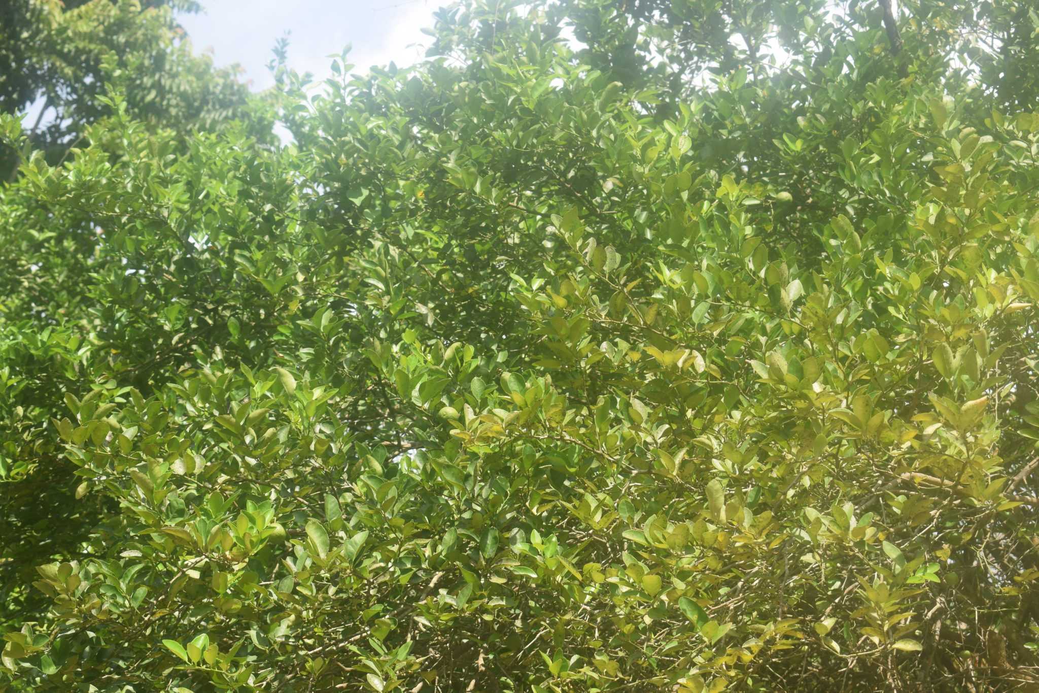ඩිංගිරි බණ්ඩා දෙහි වගාව