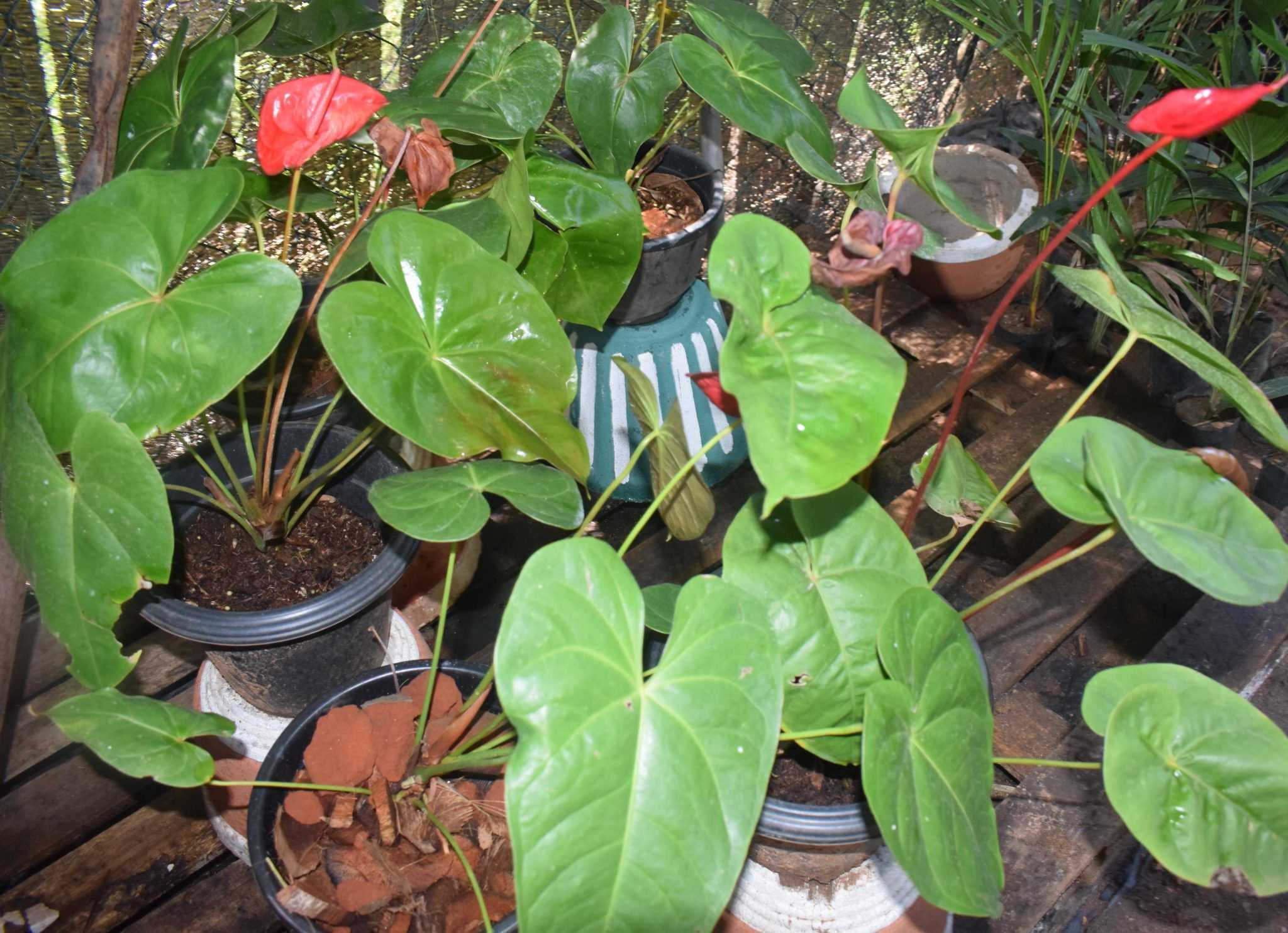 YENULI PLANT NURSERY