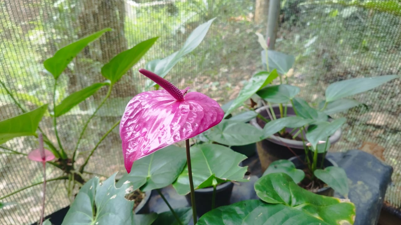 මධු මල් පැල තවාන