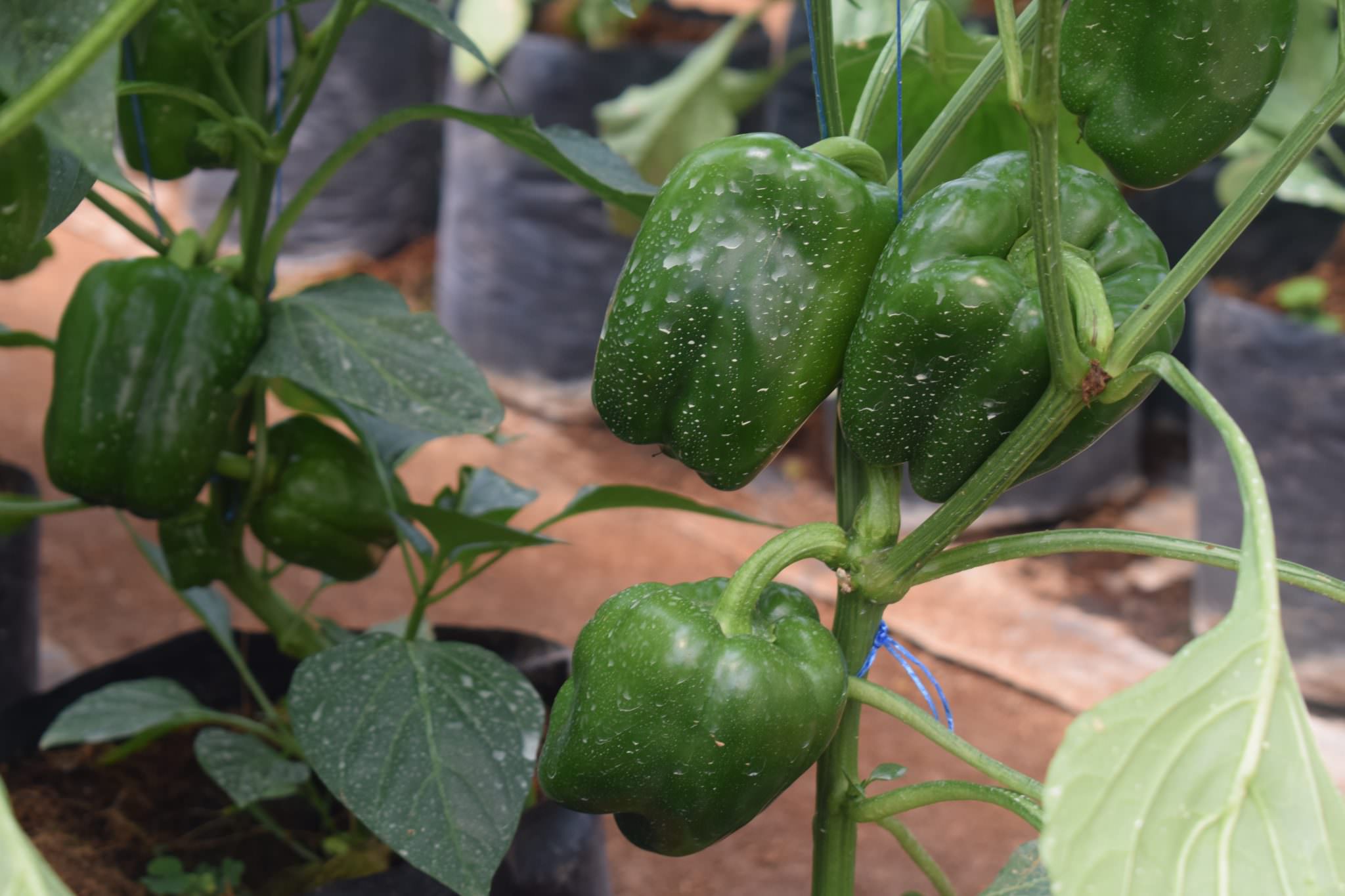 ජයමාල් බෙල්පෙපර්ස්