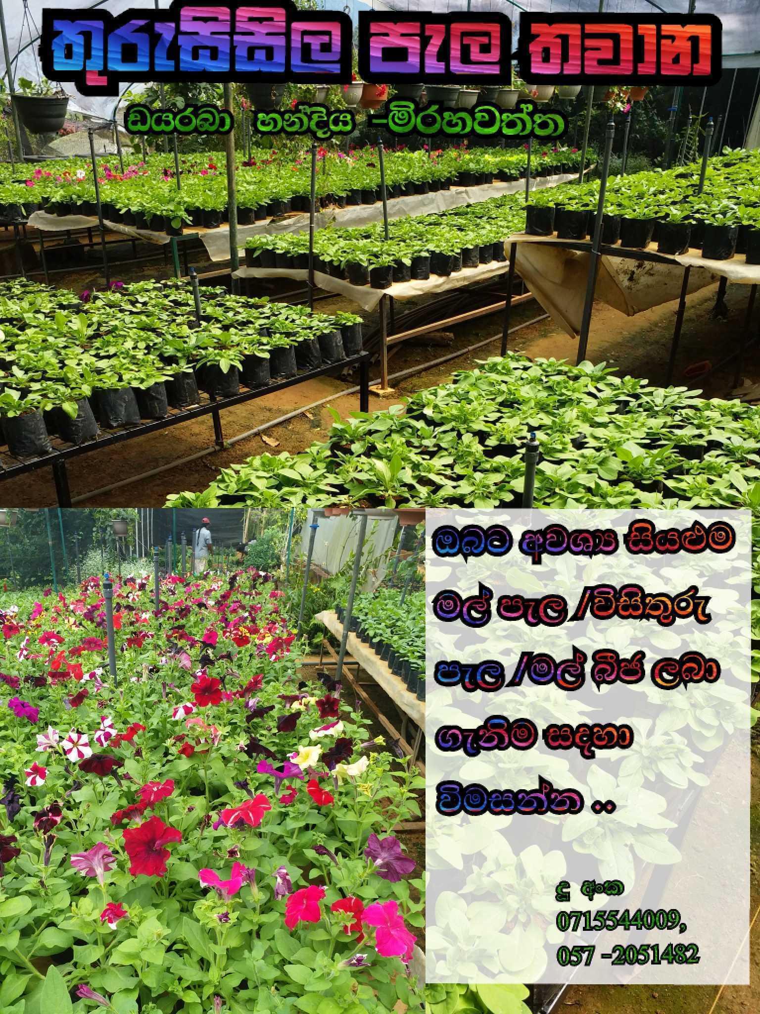 Thurusisila Plant Nursery