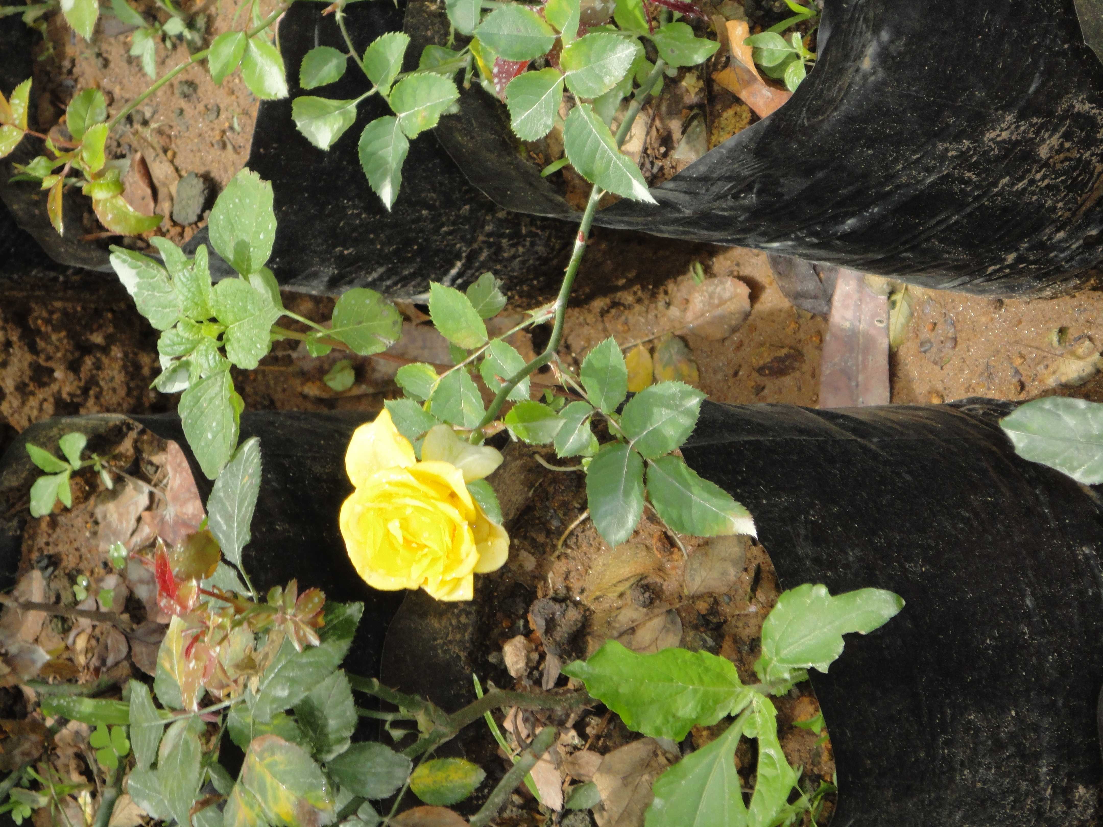 ජයනාත් මල් පැල තවාන