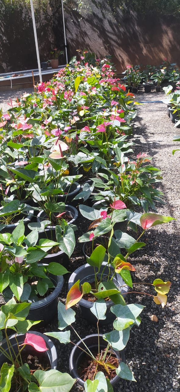 R.R.D. නදීකා ලක්මාලි